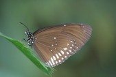 vlinder1.jpg